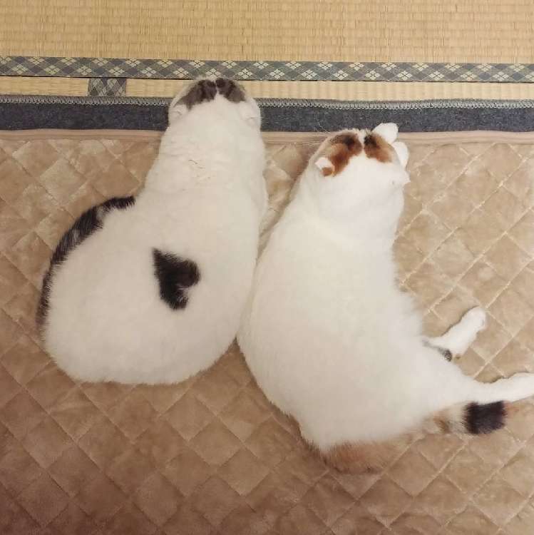 動物,犬,猫,しつけ,飼い方,育て方,病気,健康