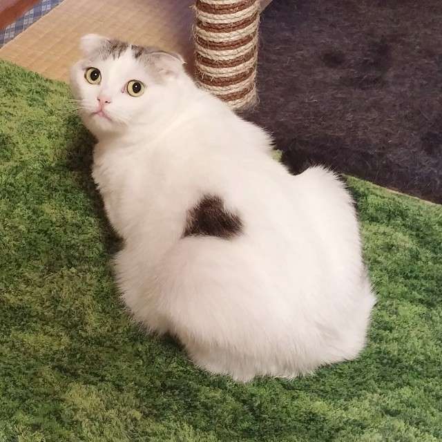 動物,犬,猫,しつけ,飼い方,育て方,病気,健康