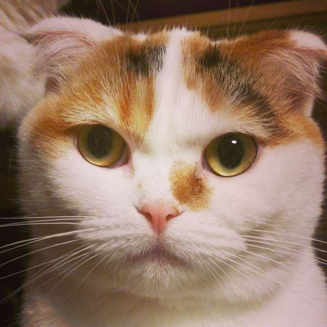 動物,犬,猫,しつけ,飼い方,育て方,病気,健康