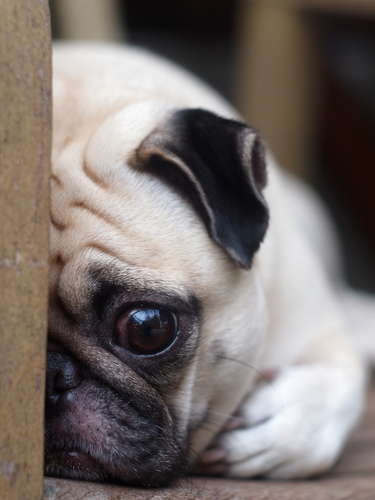 動物,犬,猫,しつけ,飼い方,育て方,病気,健康