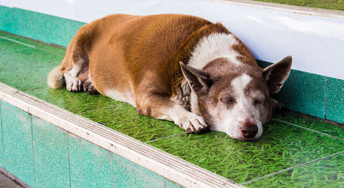 動物,犬,猫,しつけ,飼い方,育て方,病気,健康