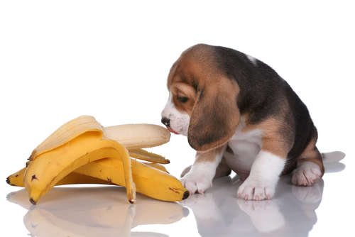 動物,犬,猫,しつけ,飼い方,育て方,病気,健康