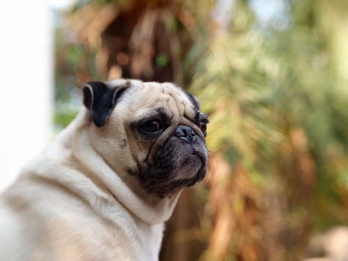 動物,犬,猫,しつけ,飼い方,育て方,病気,健康