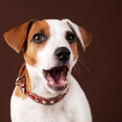 動物,犬,猫,しつけ,飼い方,育て方,病気,健康