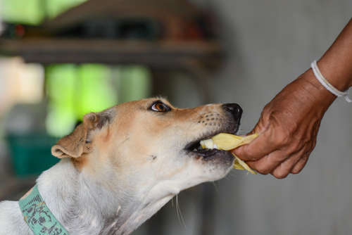動物,犬,猫,しつけ,飼い方,育て方,病気,健康