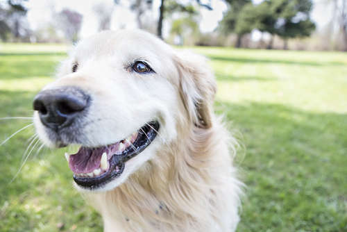動物,犬,猫,しつけ,飼い方,育て方,病気,健康