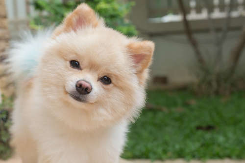 動物,犬,猫,しつけ,飼い方,育て方,病気,健康