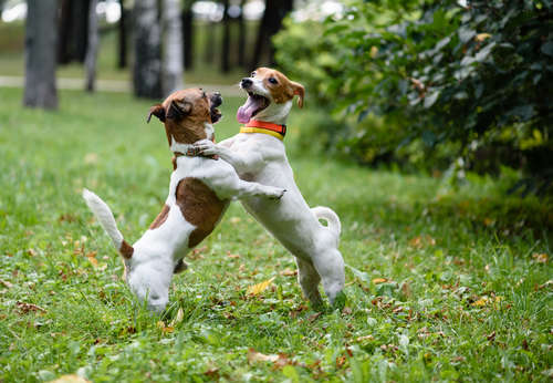 動物,犬,猫,しつけ,飼い方,育て方,病気,健康