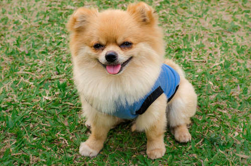 動物,犬,猫,しつけ,飼い方,育て方,病気,健康