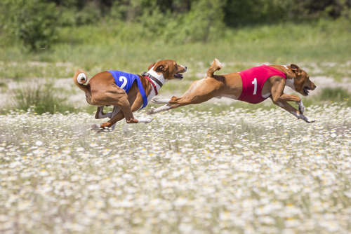動物,犬,猫,しつけ,飼い方,育て方,病気,健康