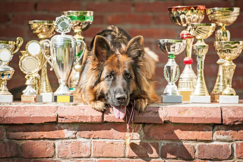 動物,犬,猫,しつけ,飼い方,育て方,病気,健康