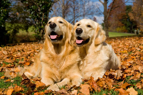 動物,犬,猫,しつけ,飼い方,育て方,病気,健康