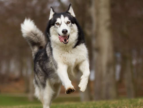 動物,犬,猫,しつけ,飼い方,育て方,病気,健康