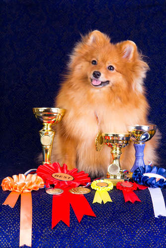 動物,犬,猫,しつけ,飼い方,育て方,病気,健康