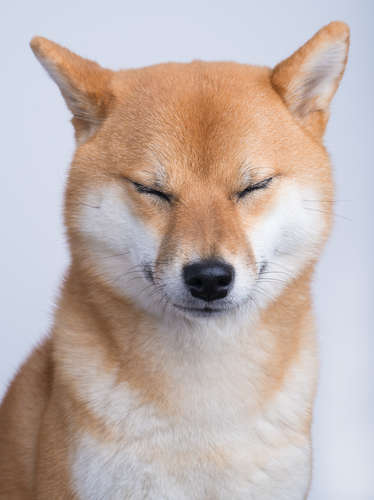 動物,犬,猫,しつけ,飼い方,育て方,病気,健康