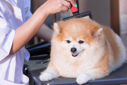 動物,犬,猫,しつけ,飼い方,育て方,病気,健康