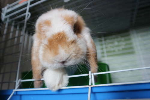 動物,犬,猫,しつけ,飼い方,育て方,病気,健康