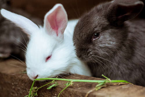 動物,犬,猫,しつけ,飼い方,育て方,病気,健康