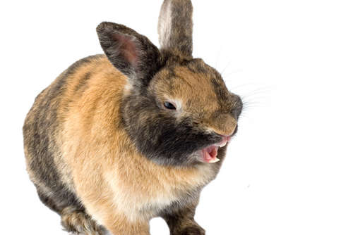 動物,犬,猫,しつけ,飼い方,育て方,病気,健康
