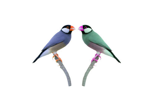 手乗りにもなっちゃう♫ カラー豊富な『文鳥』のお値段は?