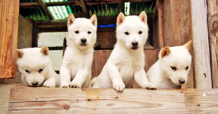 「これが外の世界・・!」 外が気になって仕方がない北海道犬の子犬たちがキュートです(´艸`*)