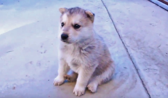 子犬のハスキーくん、生まれて初めての”遠吠え”にチャレンジです♡