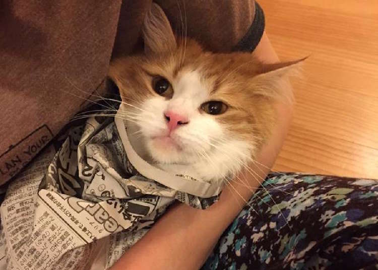新聞を邪魔する猫ちゃんへの、対策が可愛すぎた...♡ (画像2枚)