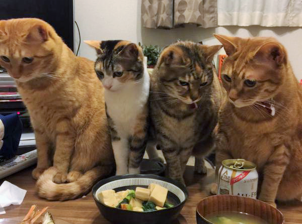 〇〇を焼いてみた→ニャンと卓上がにぎやかに!(*ノωノ)♡【画像1枚】