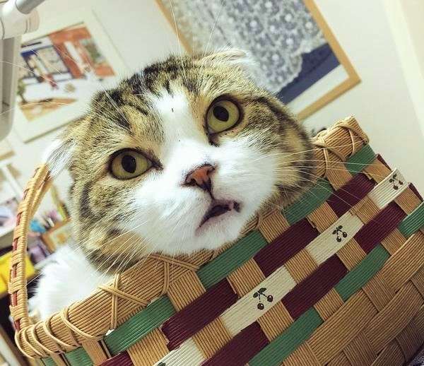 【コロコロ 変わる表情♪】ニャンコの面白い表情から目が離せないっ!!(>。∂)♥︎ 画像4枚