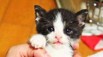 【ハチワレ子猫♪】 飼い主さんの手の中で、眠りにつく様子が可愛すぎる…(*‘ω‘ *)♡4枚