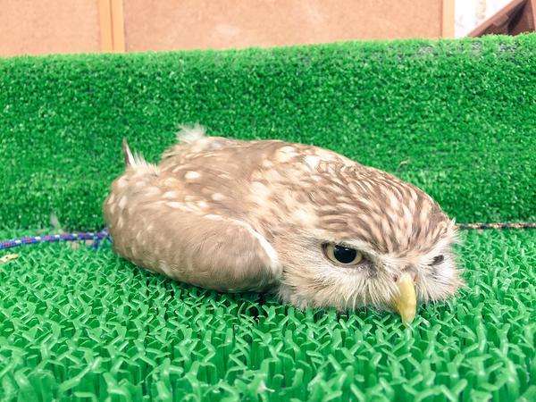 【脱力系いやし♡】フクロウさんの「あひる寝」が、かわいすぎると話題に(*°∀°)=3