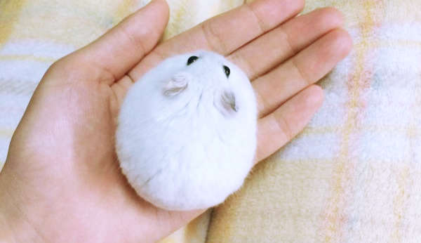 “ふわもこハムスターさん”をじっくり観察してみた♪ → 想像以上に、美味しそうだった♡ (画像4枚)