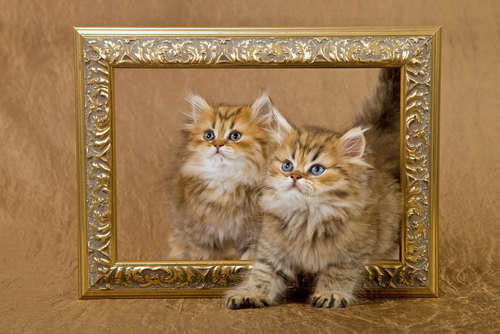まさに猫まみれ! 猫作品のみを集めた展覧会が開催されます