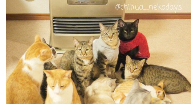 【ストーブ前に集合♪】猫ちゃんが考えることは、皆同じ…にしてもこの光景は、スゴイ! (画像2枚)