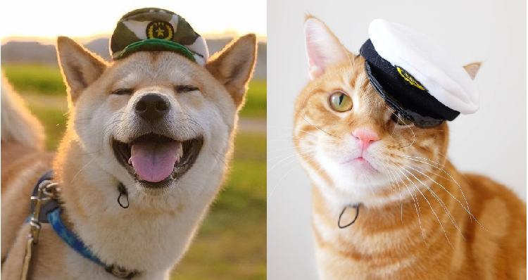 【かわいいお巡りさん♡】ワンコ用の警官帽子を被った動物さんたち。逮捕されたいと話題に…♡ (14枚)