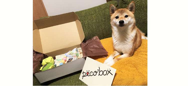 《PECOBOX》10月号のテーマは運動会♪ 愛犬と一緒にいい汗かこうぜ☆ そして、11月号は…