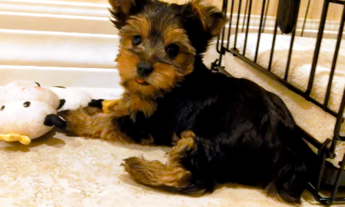 This Yorkshire Terrier Puppy Is Cute And Curious ♡