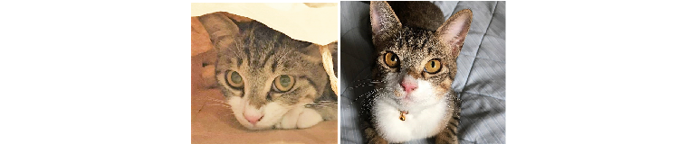 【あなたはどっち派…?】まんまる太い目“夜猫”と、クールな細い目“昼猫”を比べてみました♪(15枚)