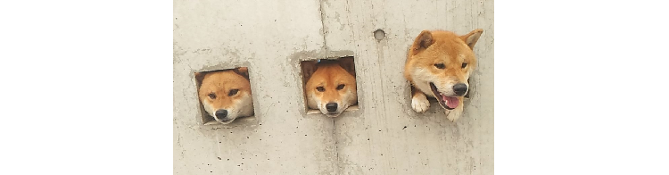 【3匹の壁しば♡】柴犬たちが “壁から生えてる” 謎の光景が、シュール可愛いと話題に…♪(3枚)