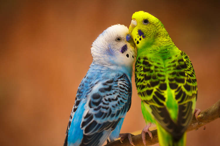 インコ|その種類・飼い方・お喋りなどの全て