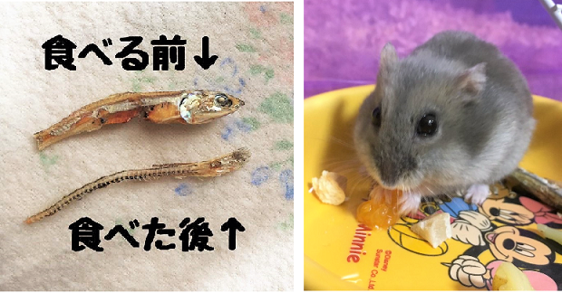 【丁寧すぎる!】ハムスターの “にぼしの食べ方” が、とても器用だった…(; ・`д・´)! 3枚