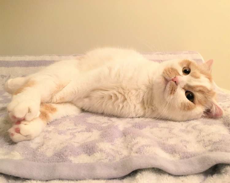【寒い日あるある!】冷たい手を温める為に、ねこのとった行動が… まるで人間みたいだった♡ 4枚