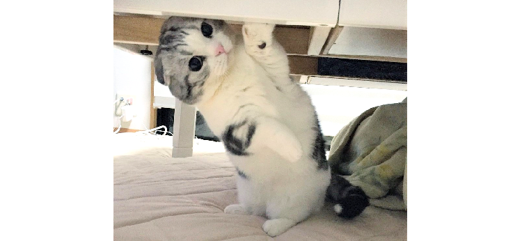 【異常はないかニャ?】コタツの安全を点検してくれる “おこた整備員ねこ" がカワイイ…♡ 4枚