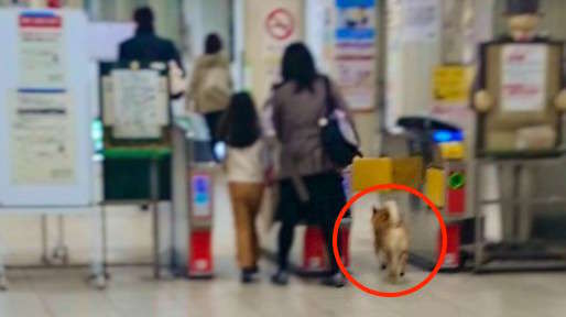 【ほっこり事件簿♡】無賃乗車をこころみた柴犬、あえなく現行犯逮捕される…(゚A゚;) 4枚