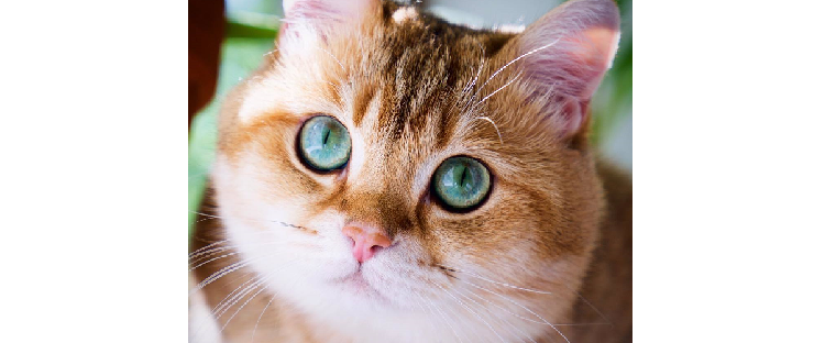 黄金の毛色にグリーンの瞳…『星の子』と呼ばれるまんまる猫ちゃんが、世界中を釘付けに☆(13枚)