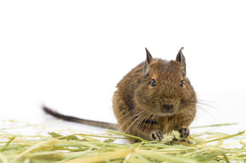 動物,犬,猫,しつけ,飼い方,育て方,病気,健康
