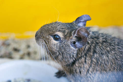 【デグーの飼育入門編!】デグーをお迎えする前に、最低限必要なもの
