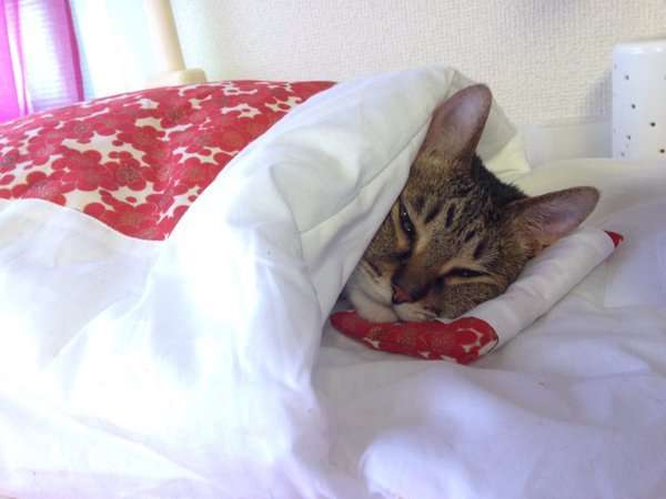 動物,犬,猫,しつけ,飼い方,育て方,病気,健康