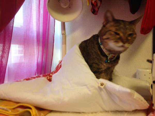 動物,犬,猫,しつけ,飼い方,育て方,病気,健康