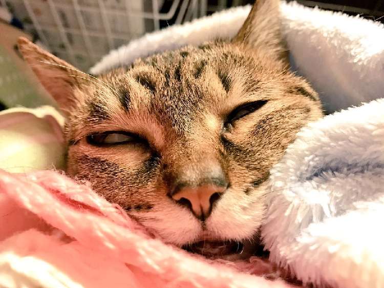 動物,犬,猫,しつけ,飼い方,育て方,病気,健康